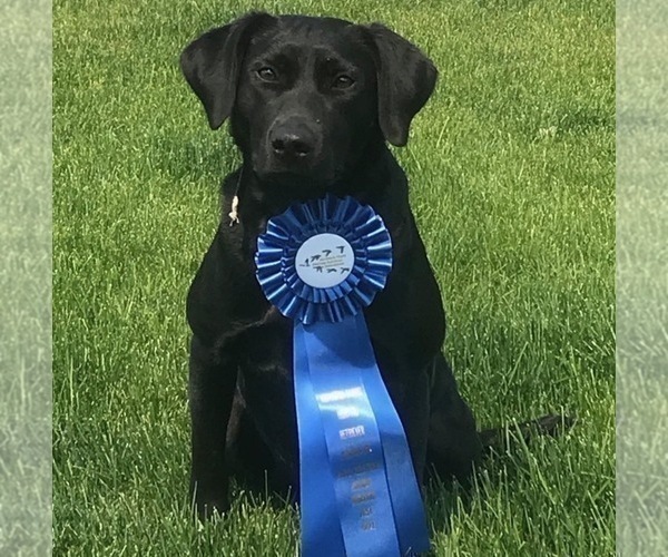 Medium Photo #7 Labrador Retriever Puppy For Sale in RAMSEY, MN, USA