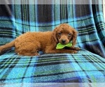 Small #3 Cavapoo (Miniature)