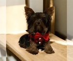 Small Photo #1 Yorkshire Terrier Puppy For Sale in SARASOTA, FL, USA