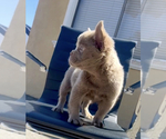 Small Photo #13 French Bulldog Puppy For Sale in STUDIO CITY, CA, USA