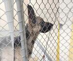 Small German Shepherd Dog Mix
