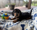 Image preview for Ad Listing. Nickname: Dixies cuties
