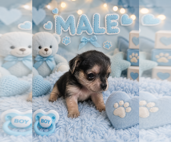 Medium Photo #5 Yorkshire Terrier Puppy For Sale in HUDDLESTON, VA, USA