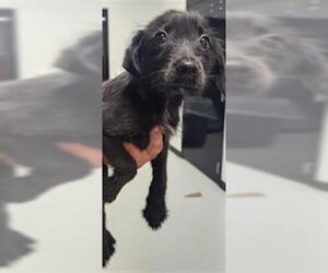 Labrador Retriever-Unknown Mix Dogs for adoption in Temple, TX, USA