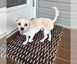 Small #2 Maltese