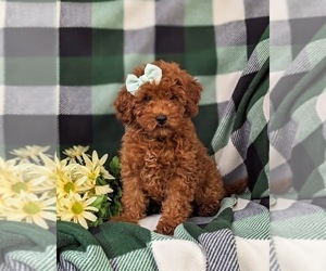 Poodle (Miniature) Puppy for sale in NEW HOLLAND, PA, USA