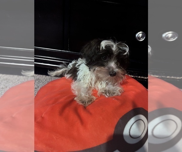 Medium Photo #1 Maltipoo Puppy For Sale in BRIDGEPORT, CT, USA