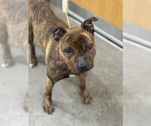 American Bulldog-Unknown Mix Dogs for adoption in Forestville, MD, USA