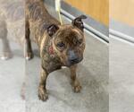 Small American Bulldog Mix
