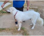 Small Photo #8 Great Pyrenees Puppy For Sale in Spring, TX, USA