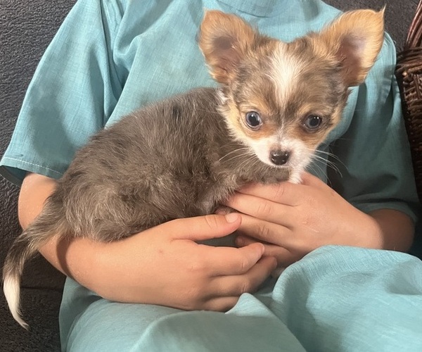Medium Photo #1 Chihuahua Puppy For Sale in KALONA, IA, USA
