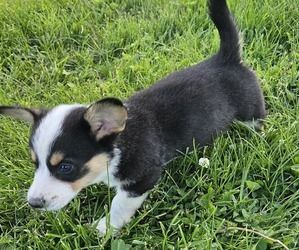 Pembroke Welsh Corgi Puppy for sale in MILTON, WI, USA