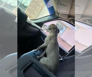 American Staffordshire Terrier Dogs for adoption in San Antonio, TX, USA
