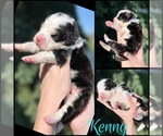 Puppy Kenny Rogers Great Bernese