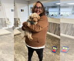 Small #13 Poodle (Miniature)