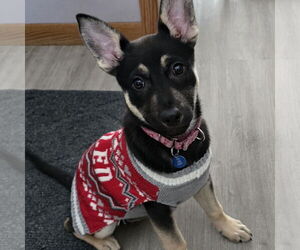 Mutt Dogs for adoption in Fargo, ND, USA