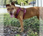 Small #1 American Pit Bull Terrier Mix