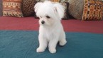 Small Photo #1 Maltese Puppy For Sale in NORTH FORT MYERS, FL, USA
