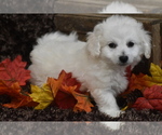 Small #1 Bichpoo