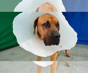 Mastiff-Unknown Mix Dogs for adoption in Pasadena, CA, USA