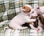 Small #2 Chihuahua
