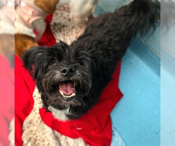 Medium Photo #1 Lhasa Apso-Unknown Mix Puppy For Sale in Long Beach, CA, USA