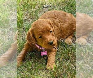 Medium Goldendoodle mix (+ Poodle Miniature)