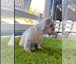 Small Photo #7 French Bulldog Puppy For Sale in ATHERTON, CA, USA