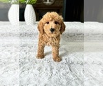 Small Photo #1 Goldendoodle (Miniature) Puppy For Sale in GREENFIELD, IN, USA