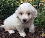 Small #5 Great Pyrenees-Poodle (Toy) Mix