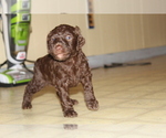 Small Photo #1 Poodle (Standard) Puppy For Sale in SPENCER, TN, USA