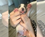 Small Photo #31 Great Dane Puppy For Sale in HALLETTSVILLE, TX, USA