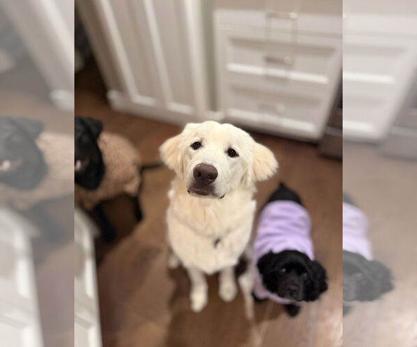 Medium Photo #1 Great Pyrenees Puppy For Sale in MIDWAY, UT, USA