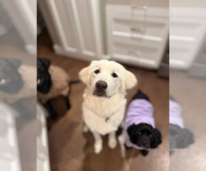 Great Pyrenees Dogs for adoption in MIDWAY, UT, USA