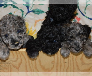 Poodle (Miniature) Litter for sale in RALEIGH, NC, USA