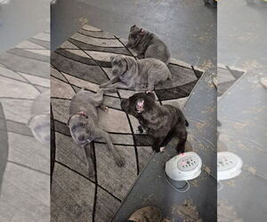 Cane Corso Puppy for sale in COLUMBIA, SC, USA