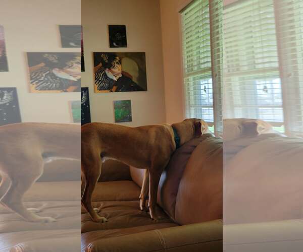 Medium Photo #7 Retriever -Unknown Mix Puppy For Sale in Holly Springs, NC, USA