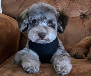 Father of the Cockapoo (Miniature) puppies born on 02/05/2026