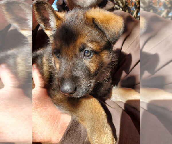Medium Photo #4 German Shepherd Dog Puppy For Sale in ROUND ROCK, TX, USA