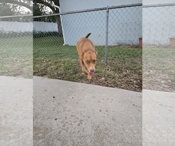 Medium Photo #3 Australian Kelpie-Unknown Mix Puppy For Sale in Valrico, FL, USA