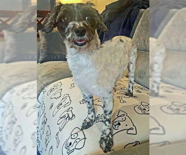 Medium Photo #7 Mutt Puppy For Sale in Arlington, VA, USA