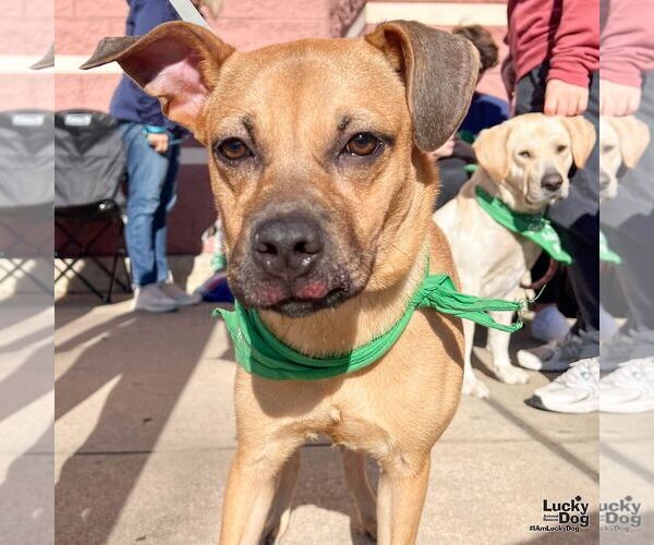 Medium Photo #3 Boxador Puppy For Sale in Washington, DC, USA