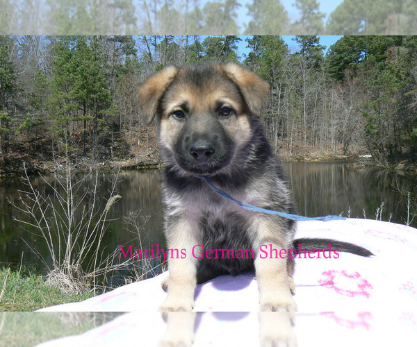 Medium Photo #5 German Shepherd Dog Puppy For Sale in PIEDMONT, MO, USA
