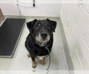 Shepradors Dogs for adoption in Fort Collins, CO, USA