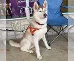 Small Siberian Husky