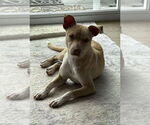 Small #31 Mutt