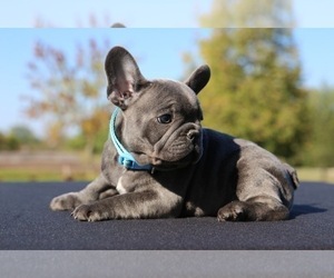 French Bulldog Puppy for sale in METUCHEN, NJ, USA
