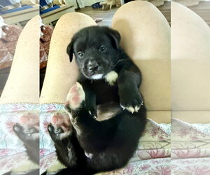 Labrador Retriever-Unknown Mix Dogs for adoption in The Woodlands, TX, USA