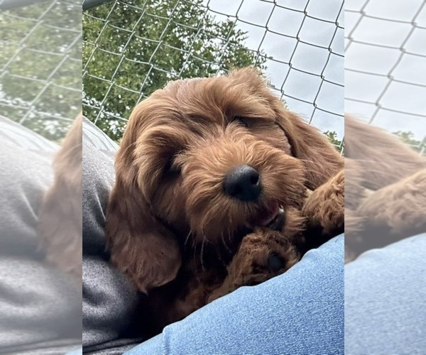 Medium Photo #5 Goldendoodle (Miniature) Puppy For Sale in HULL, IA, USA