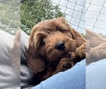 Dark Wavy - Female Goldendoodle (Miniature) Puppy for Sale - Photo #5